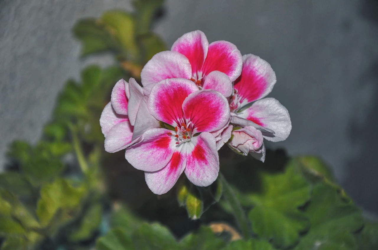 Geranium, Kambariniai Augalai, Aukštyn, Gėlės, Nemokamos Nuotraukos,  Nemokama Licenzija