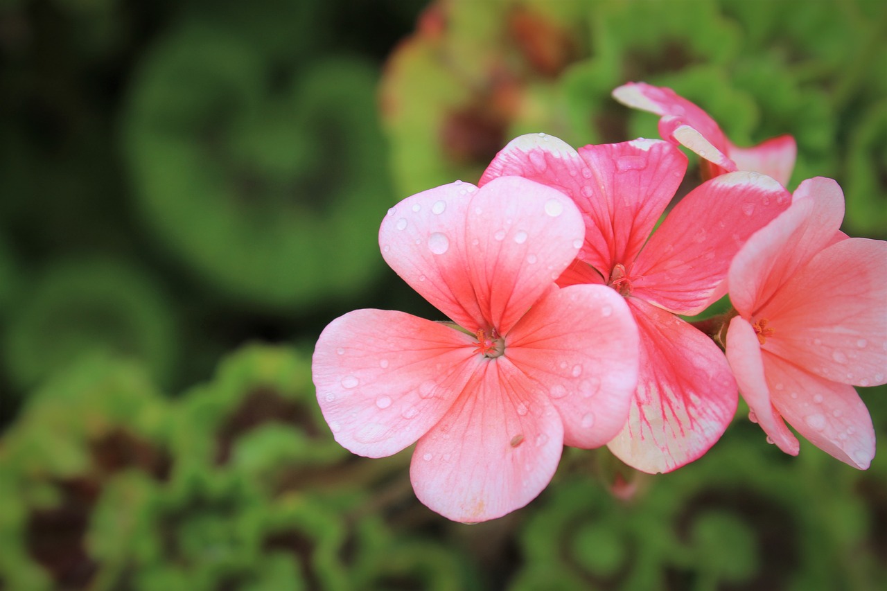 Geranium, Gamta, Žalia, Flora, Graži, Rožinis, Žiedas, Nemokamos Nuotraukos,  Nemokama Licenzija