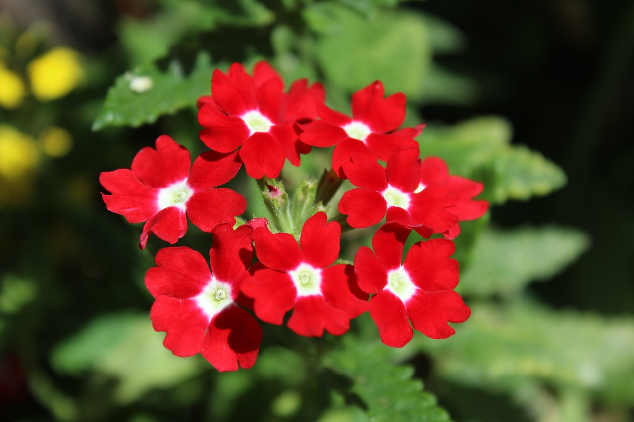 Geranium, Gėlės, Vasara, Botanikos, Gamta, Raudoni Žiedlapiai, Nemokamos Nuotraukos,  Nemokama Licenzija