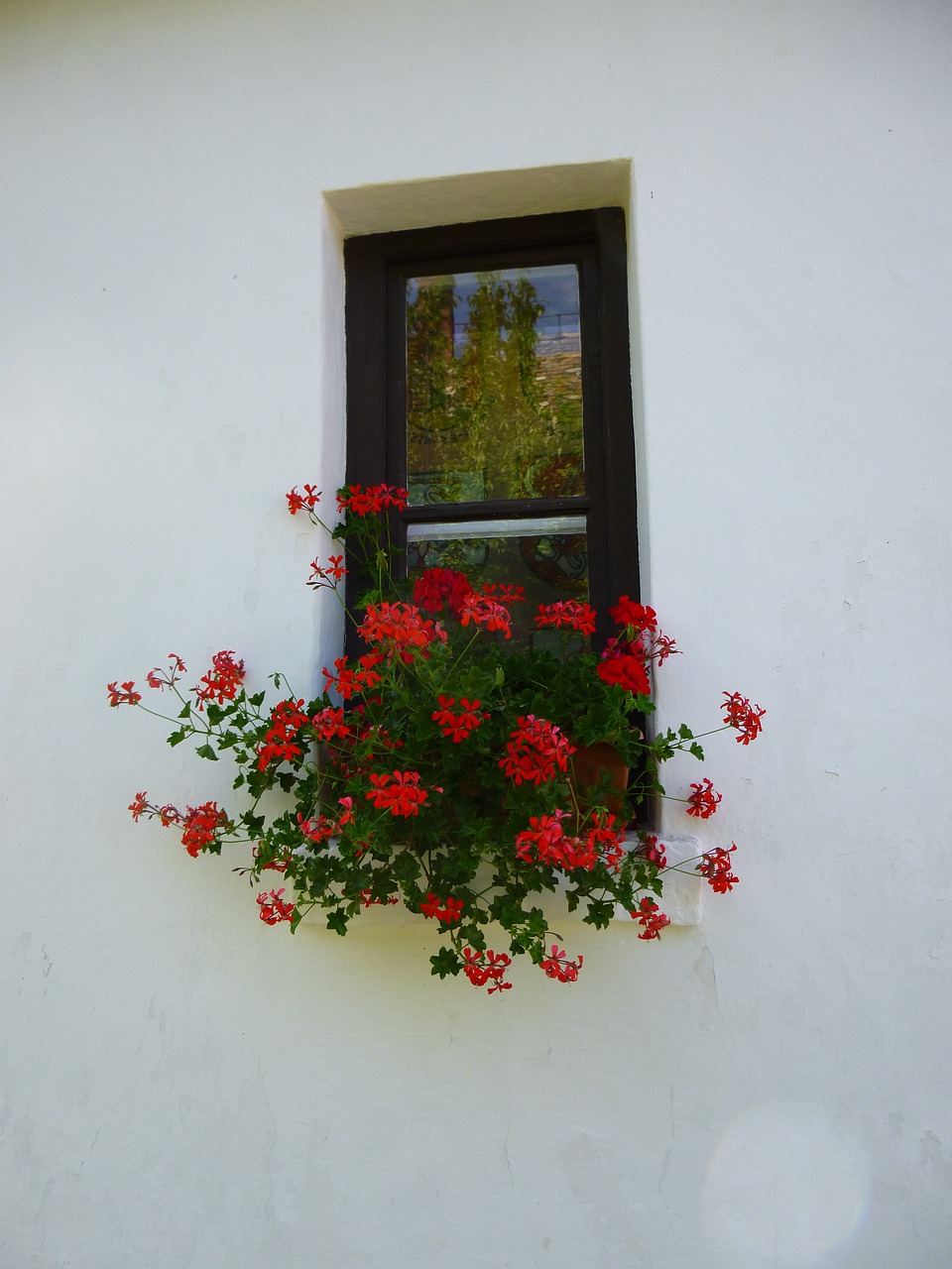 Geranium, Langas, Raudona Gėlė, Nemokamos Nuotraukos,  Nemokama Licenzija