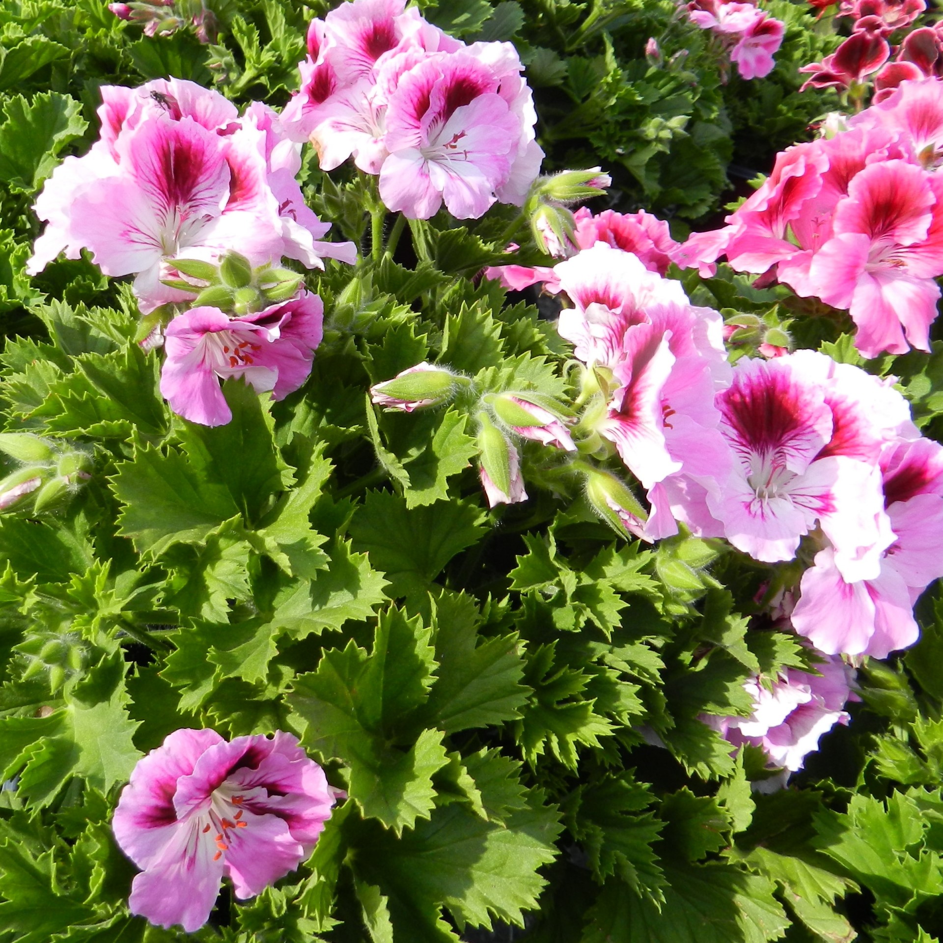 Gėlės,  Geranium,  Rožė,  Gamta,  Geranium (2), Nemokamos Nuotraukos,  Nemokama Licenzija