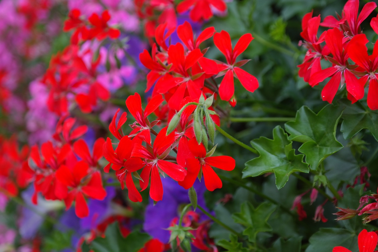 Geranium, Raudona, Žiedas, Žydėti, Gėlė, Flora, Raudona Geranija, Ryškiai Raudona, Rožinis, Violetinė