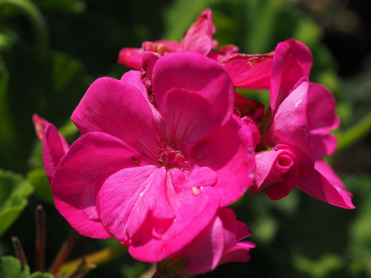 Geranium, Žiedas, Žydėti, Rožinis, Balkonų Gamykla, Dekoratyvinis Augalas, Nemokamos Nuotraukos,  Nemokama Licenzija