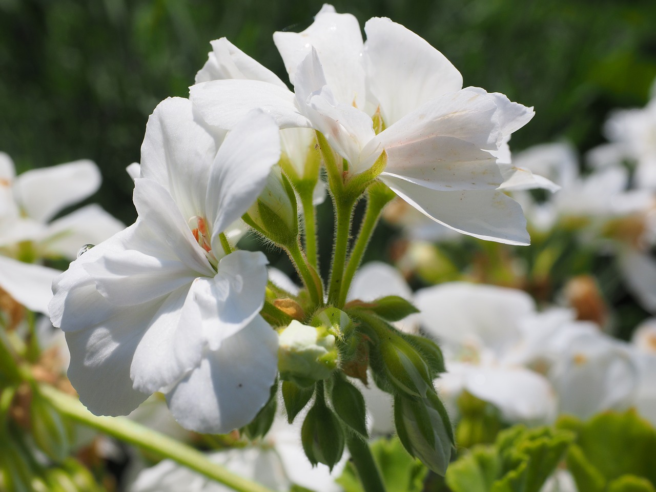 Geranium, Žiedas, Žydėti, Balta, Balkonų Gamykla, Dekoratyvinis Augalas, Nemokamos Nuotraukos,  Nemokama Licenzija