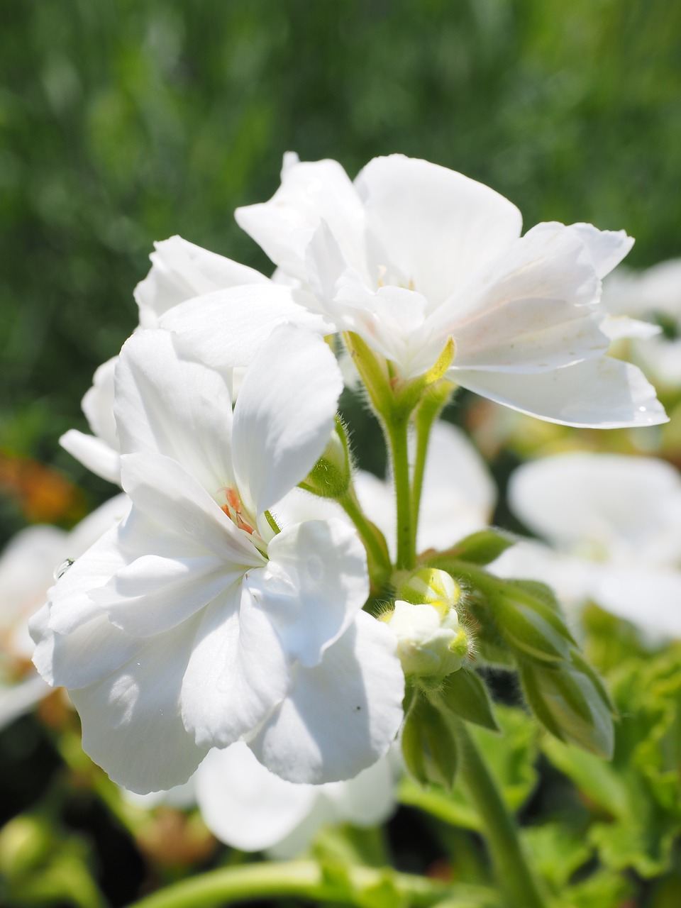 Geranium, Žiedas, Žydėti, Balta, Balkonų Gamykla, Dekoratyvinis Augalas, Nemokamos Nuotraukos,  Nemokama Licenzija