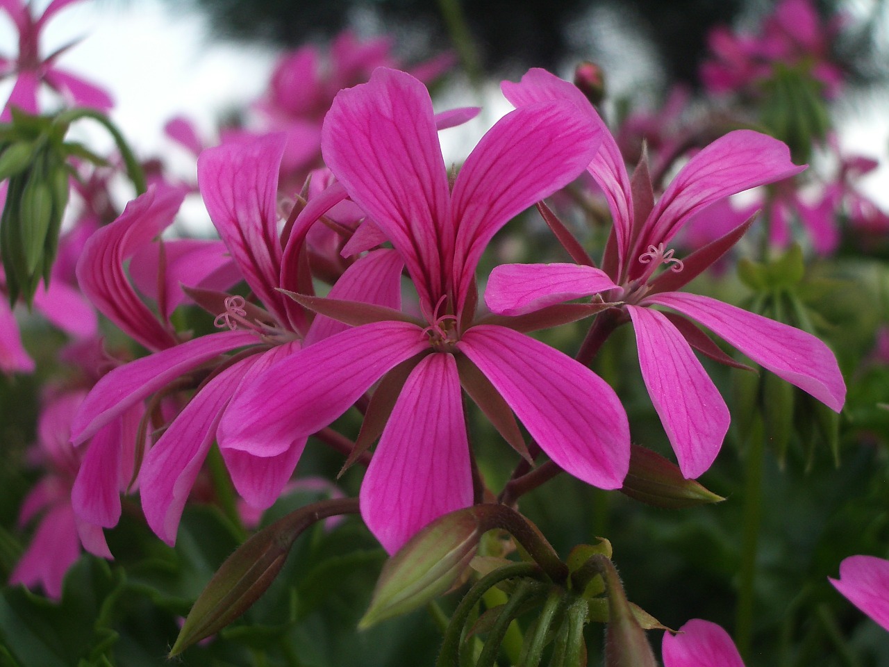 Geranium, Gėlė, Rožinė Gėlė, Augalas, Nemokamos Nuotraukos,  Nemokama Licenzija