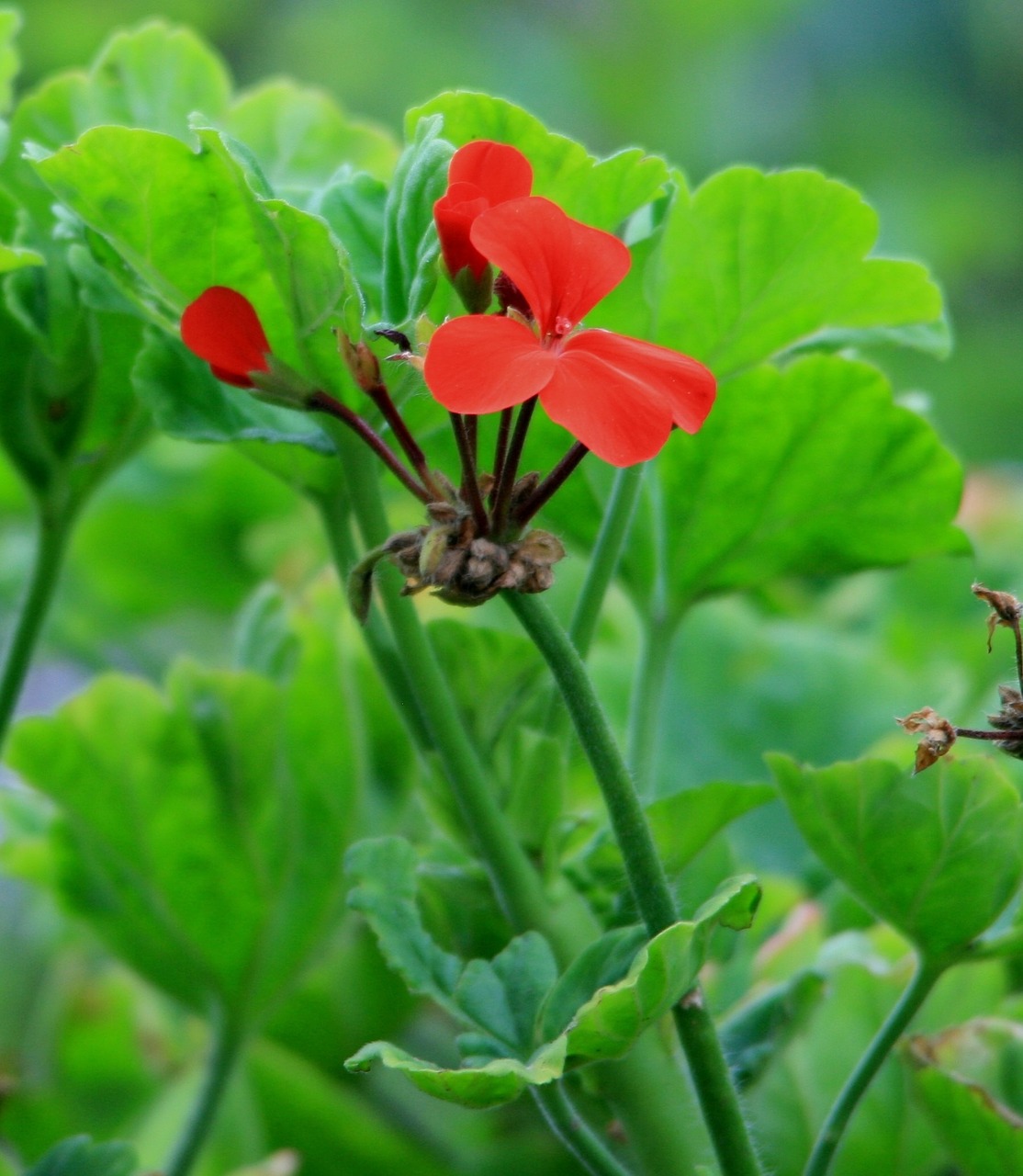 Geranium, Gėlės, Gėlė, Raudona, Skanėsto, Lapai, Žalias, Nemokamos Nuotraukos,  Nemokama Licenzija