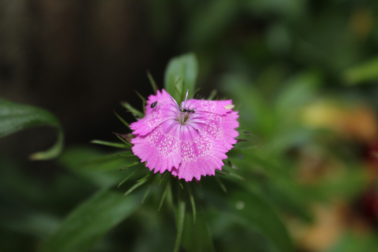 Geranium, Augalas, Gėlė, Gamta, Rožinė Gėlė, Turkijos Augalas, Rožinis, Gėlės, Nemokamos Nuotraukos,  Nemokama Licenzija