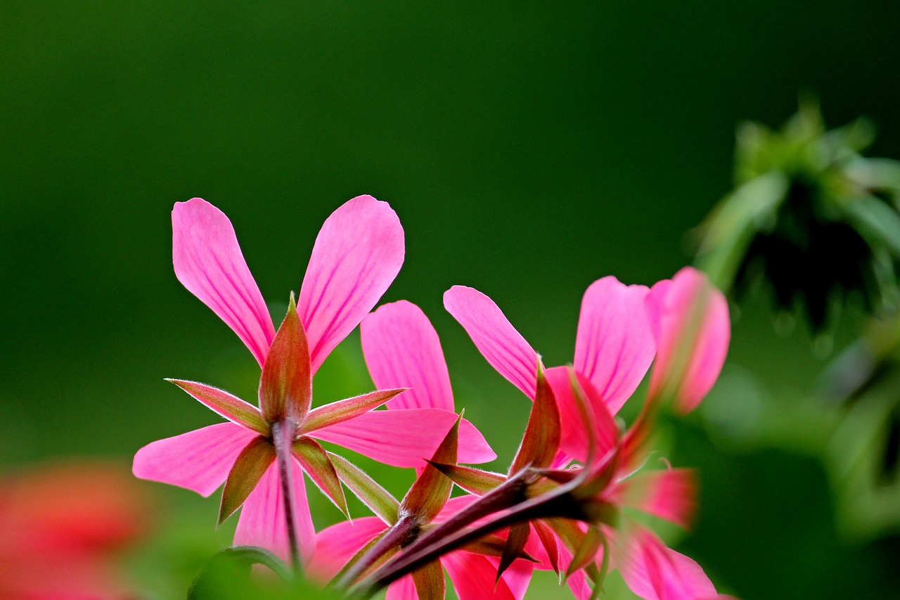 Geranium, Žiedas, Žydėti, Geraniums Žydi, Balkonų Gamykla, Augalas, Gamta, Rožinis, Rožinė Gėlė, Sodas