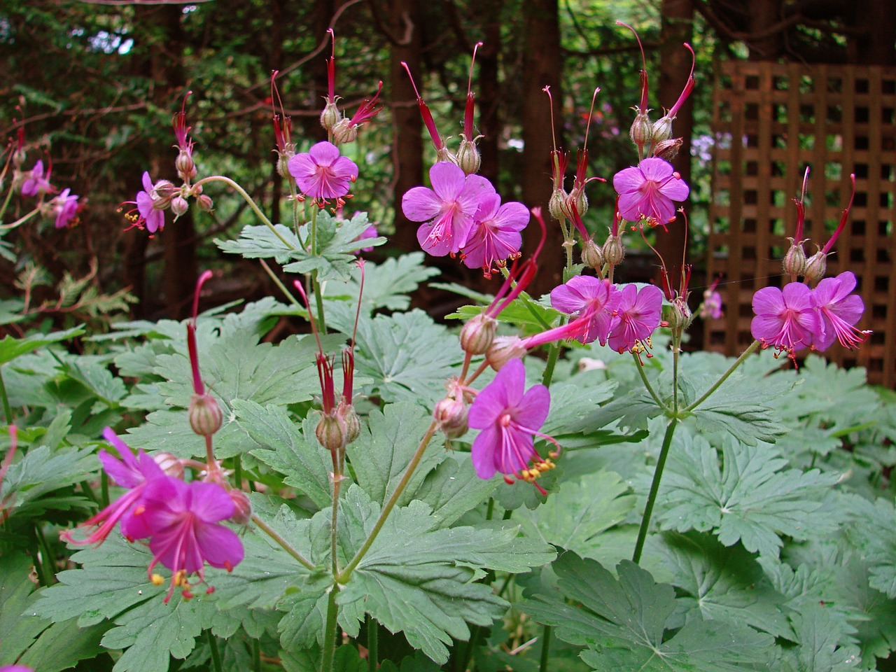 Geranium, Sodas, Gėlė, Nemokamos Nuotraukos,  Nemokama Licenzija