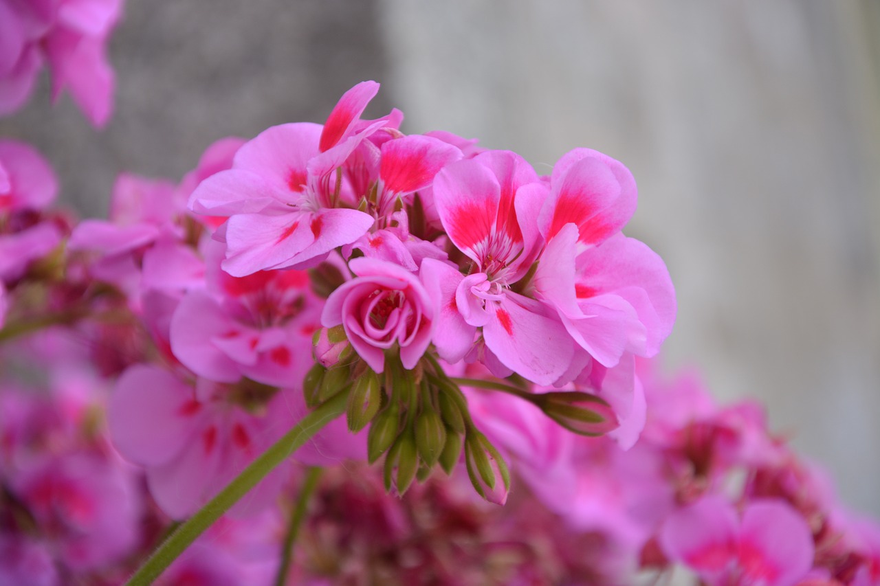 Geranium, Gėlė, Rožinis, Sodas, Spalva Rožinė, Vasaros Gėlės, Gamta, Nemokamos Nuotraukos,  Nemokama Licenzija