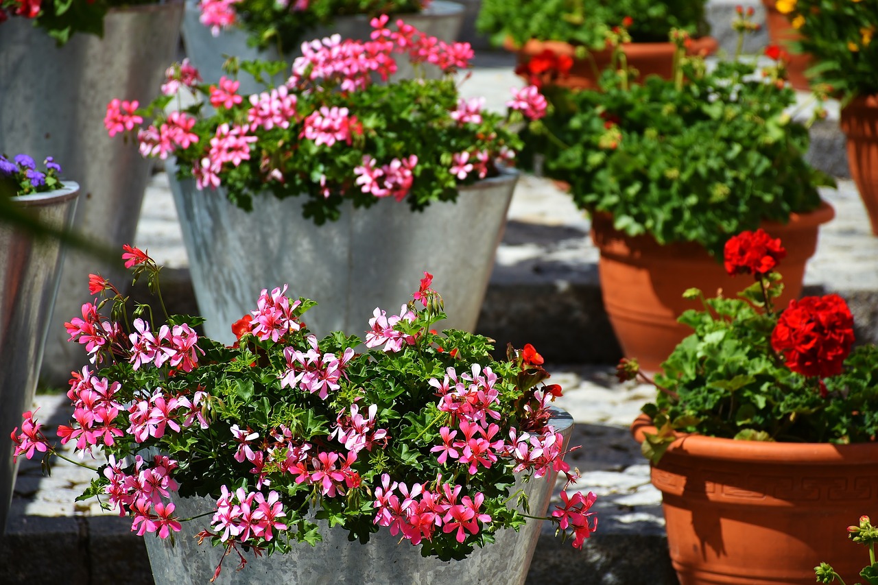 Geranium, Balkono Gėlė, Gėlės, Balkonų Gamykla, Vasaros Gėlė, Kultūros Gėlė, Violetinė, Rožinis, Pakabinti Geraniją, Geranium Greenhouse