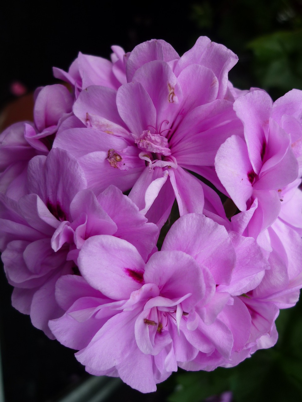 Geranium, Gamta, Rožinis, Žiedas, Žydėti, Retos Spalvos, Balkonų Gamykla, Vasara, Nemokamos Nuotraukos,  Nemokama Licenzija