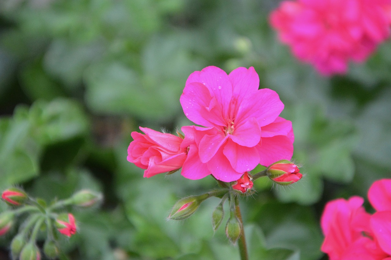 Geranium, Rožinės Gėlės, Žiedlapiai, Rožių Žiedlapiai, Gėlė, Rožinis, Rožinis Girnas, Spalva Rožinė, Augalai, Botanika