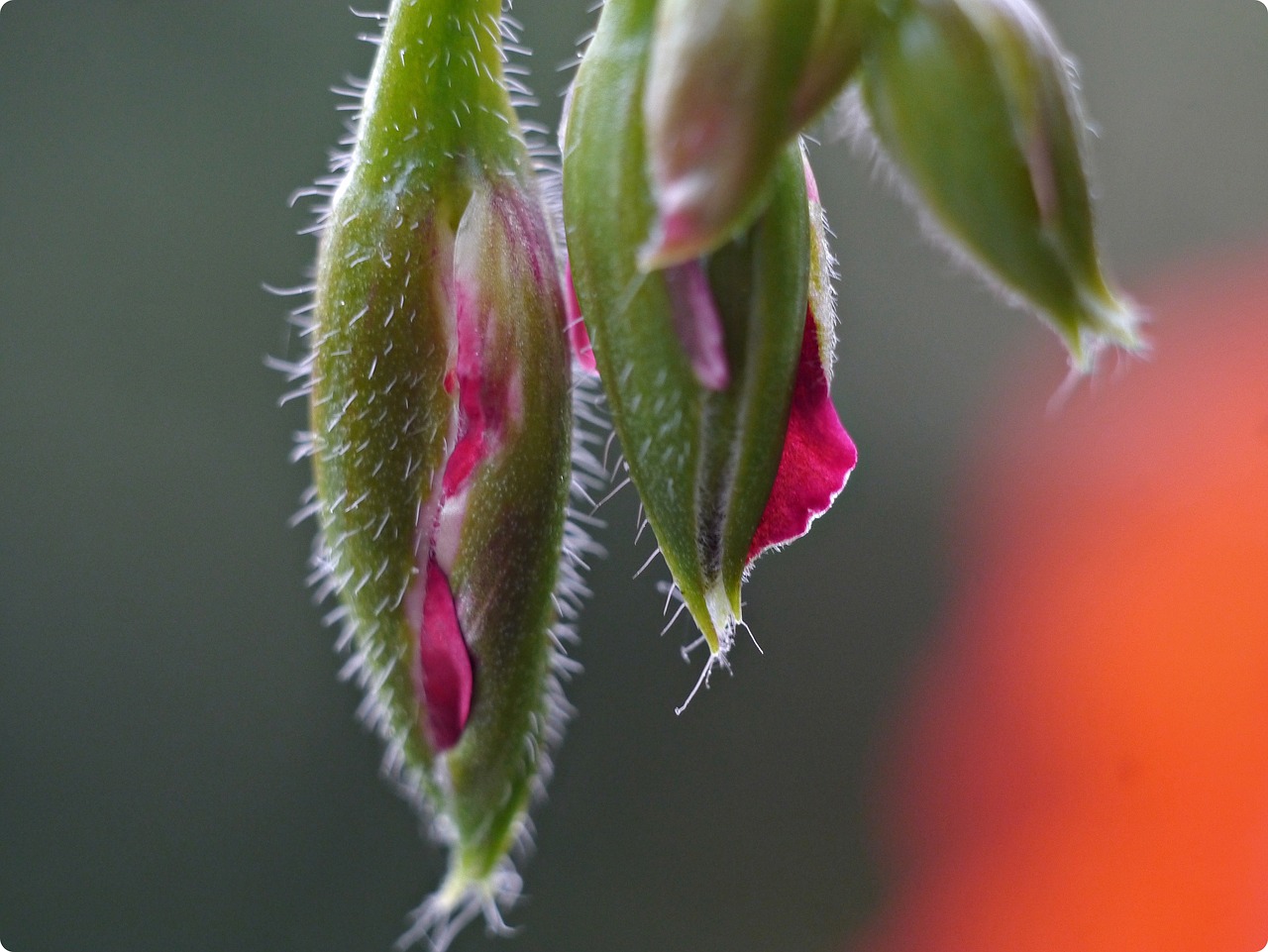 Geranium, Gėlių Pumpurai, Makro, Ryte, Nemokamos Nuotraukos,  Nemokama Licenzija