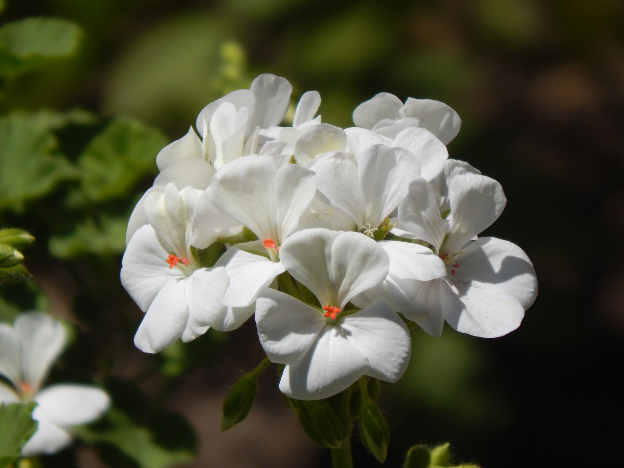 Geranium, Malvón, Balta Gėlė, Balta, Nemokamos Nuotraukos,  Nemokama Licenzija