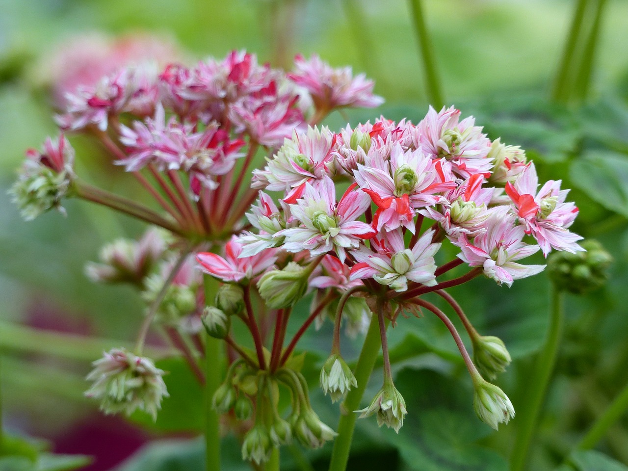 Geranium, Gėlės, Spalvos, Sodas, Vasara, Žalias, Nemokamos Nuotraukos,  Nemokama Licenzija