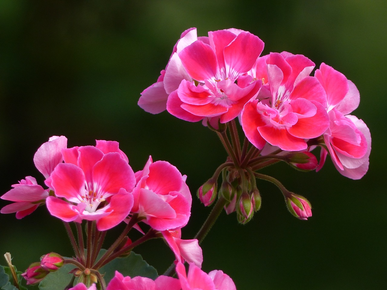 Geranium, Gėlės, Spalva, Ruduo, Sodas, Nemokamos Nuotraukos,  Nemokama Licenzija