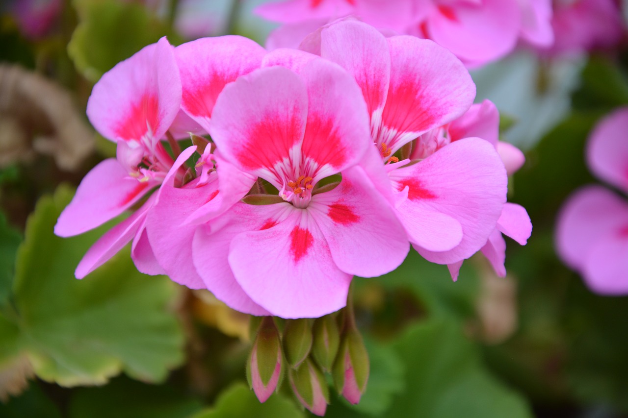 Geranium, Rožinės Gėlės, Rožių Žiedlapiai, Rožinis Girnas, Balkonas, Vasaros Gėlės, Jardiniere, Žydėjimas, Žiedlapiai, Flora