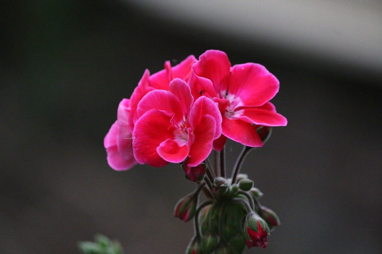 Geranium, Gėlė, Rožinis, Sodas, Gamta, Augalas, Nemokamos Nuotraukos,  Nemokama Licenzija