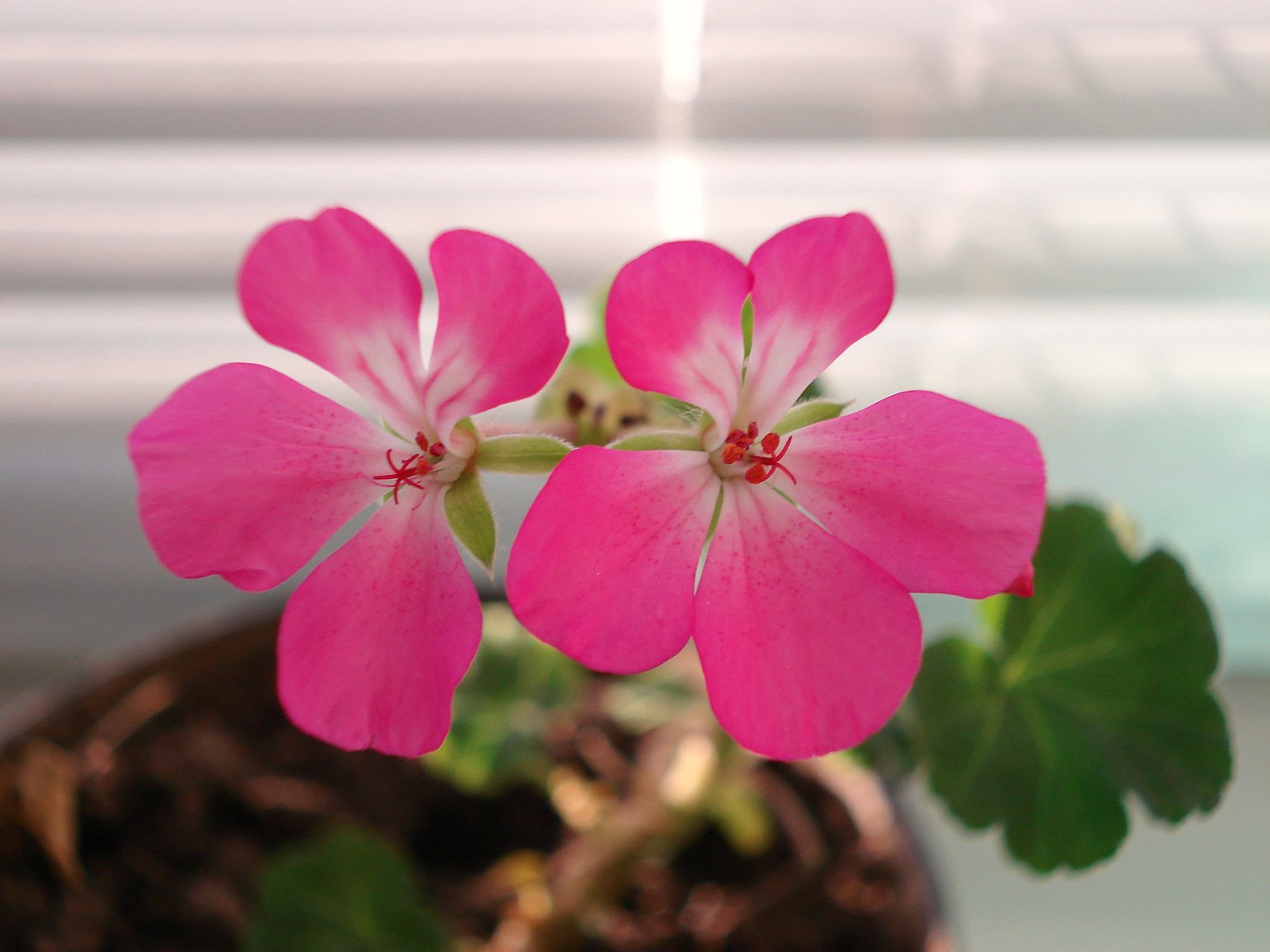 Geranium, Gėlė, Pelargonium, Žydėti, Iš Arti, Nemokamos Nuotraukos,  Nemokama Licenzija