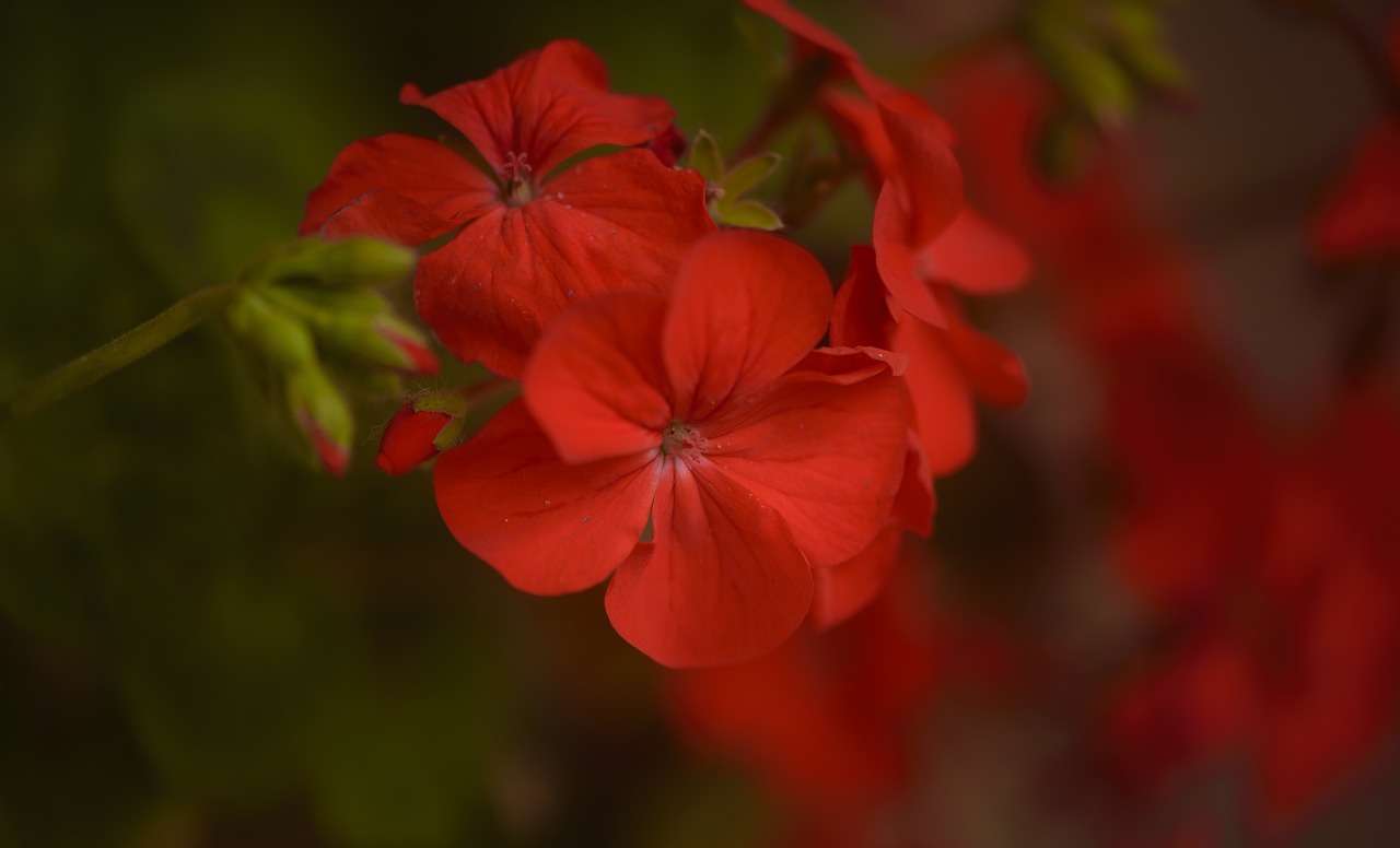 Geranium, Gėlė, Raudona, Aistra, Iš Arti, Makro, Sodininkystė, Nemokamos Nuotraukos,  Nemokama Licenzija