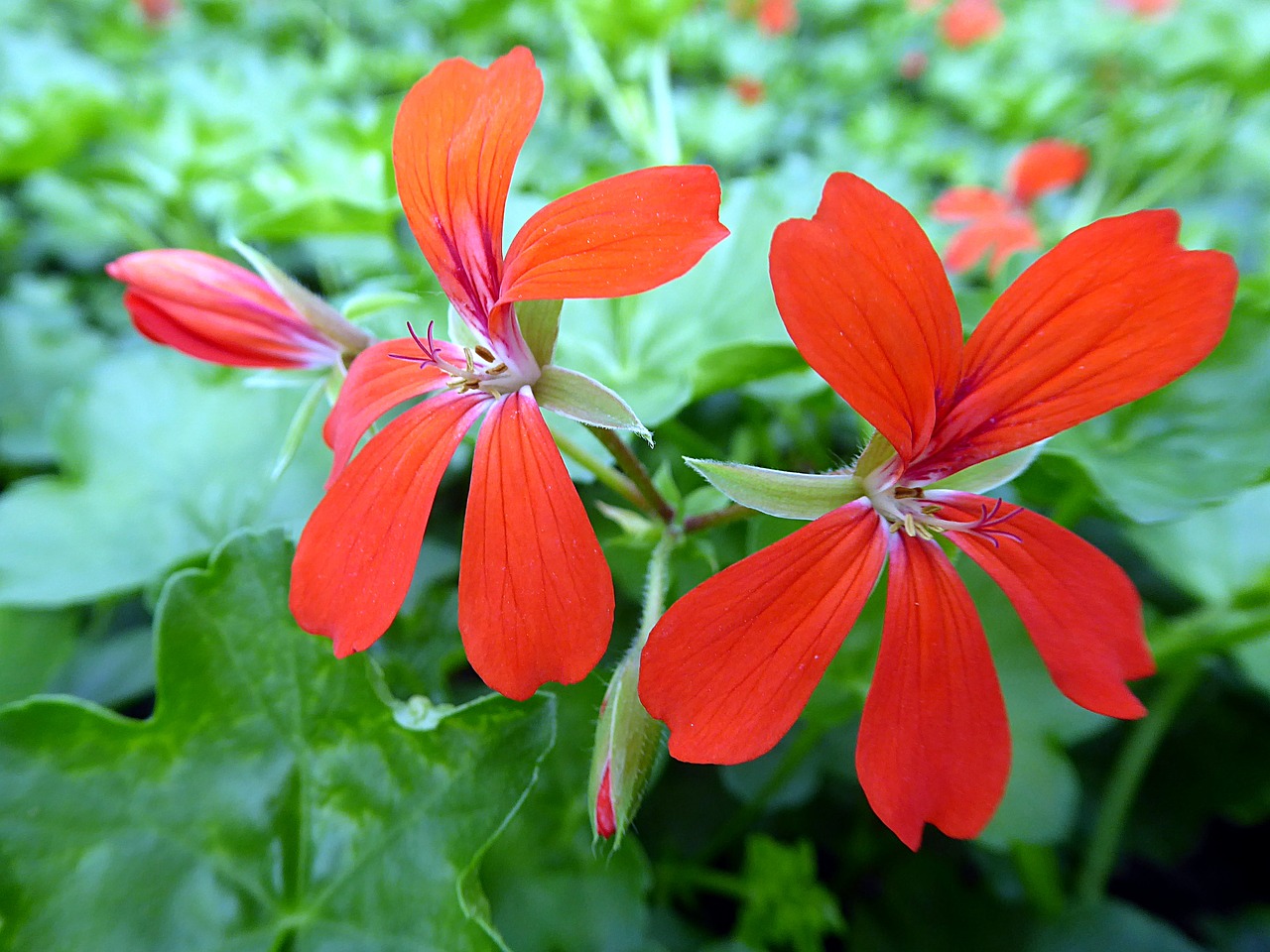 Geranium,  Pelargonijos,  Raudona,  Snaputiniai,  Augalų,  Gamta, Nemokamos Nuotraukos,  Nemokama Licenzija