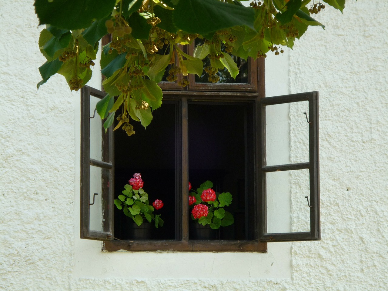 Geranium, Langas, Namai, Medis, Natiurmortas, Nuotaika, Nemokamos Nuotraukos,  Nemokama Licenzija