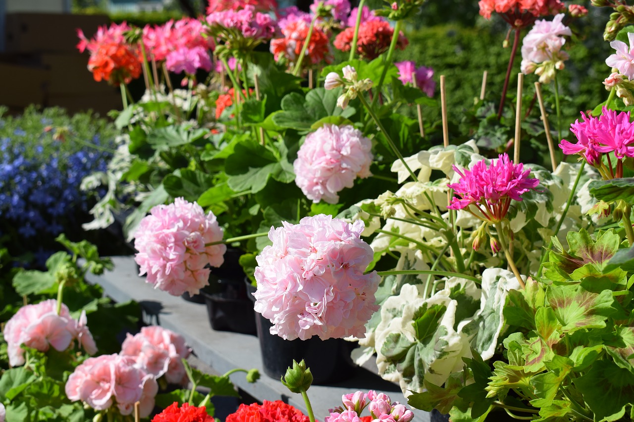 Geranium,  Spalvos,  Gėlė,  Žalias,  Spalva,  Raudona,  Rožinis,  Vasara,  Gėlės,  Lapų