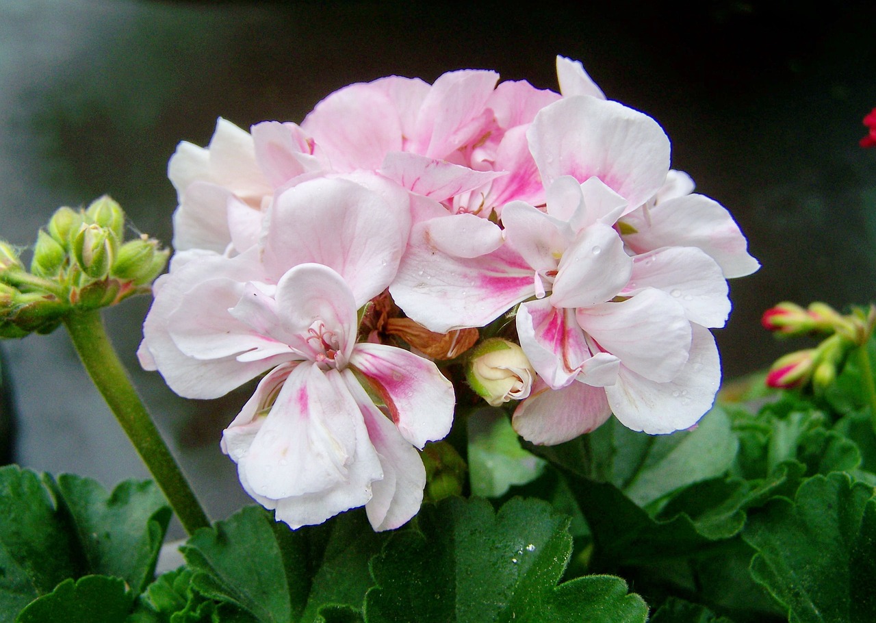 Geranium,  Vasaros Gėlės,  Dekoratyviniai Augalai, Nemokamos Nuotraukos,  Nemokama Licenzija