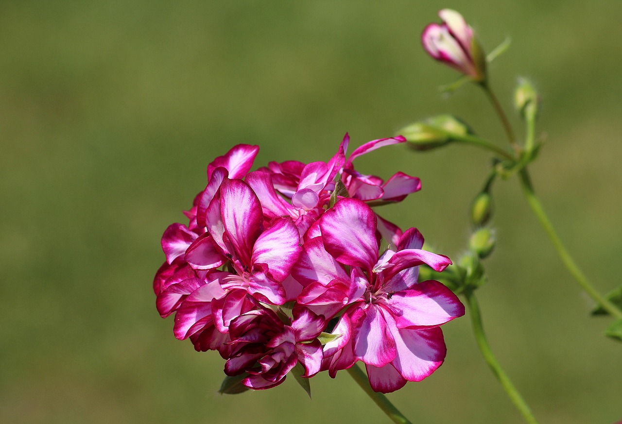 Geranium,  Gėlė,  Rožinis,  Pavasaris,  Žydėjimo,  Visiškai Rozkwitnie,  Augalų,  Dekoratyviniai Augalai, Nemokamos Nuotraukos,  Nemokama Licenzija