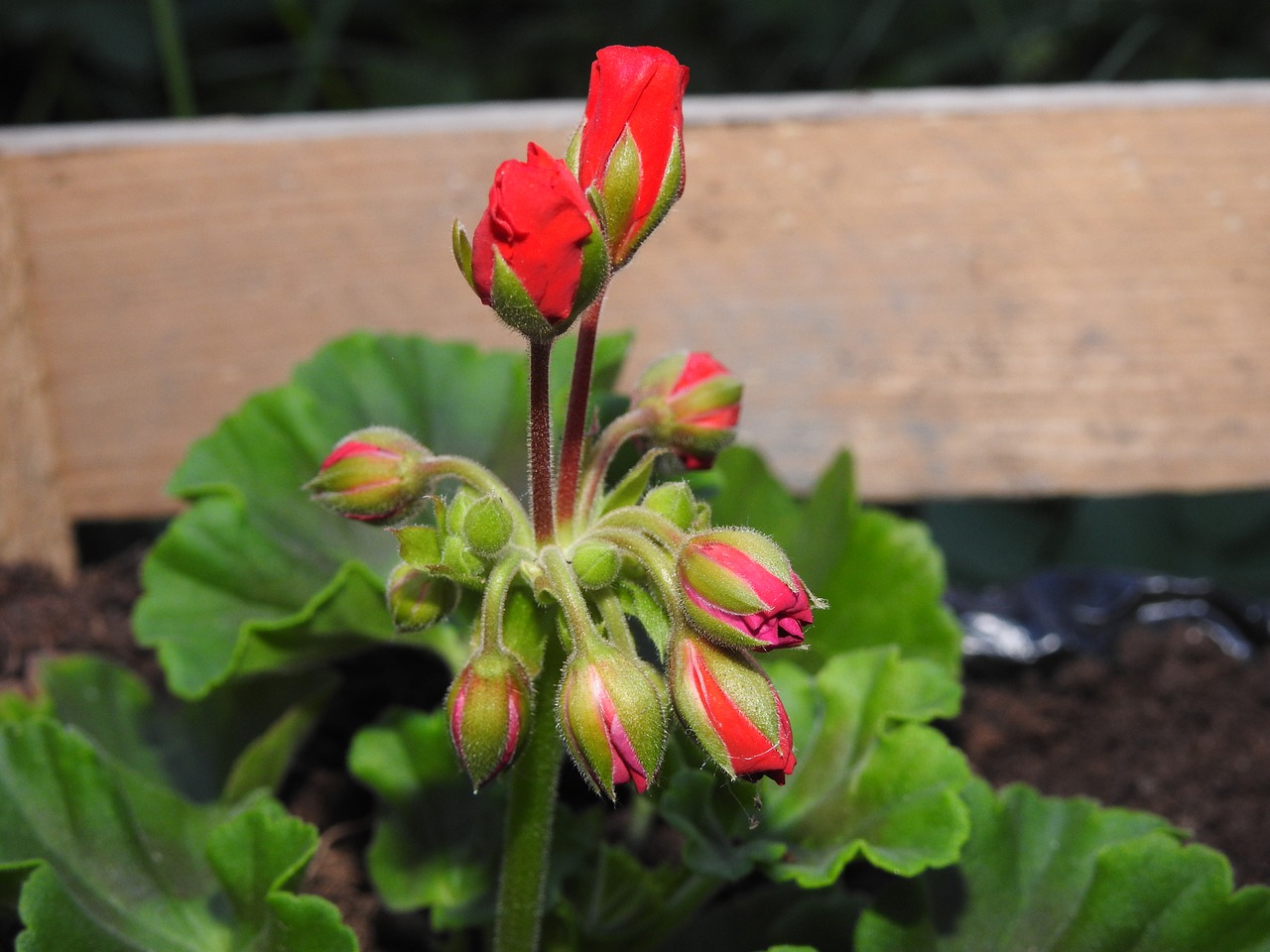 Geranium,  Gėlių Doniczkowy,  Iš Arti,  Augalų,  Pobūdį,  Vazoninių Gėlių,  Kambarinis Augalas,  Sodas,  Klesti,  Pavasaris