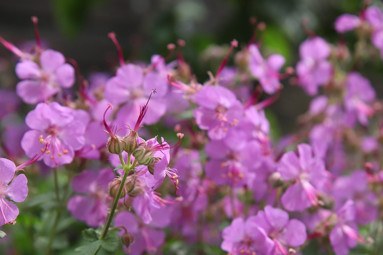 Geranium,  Gėlė,  Violetinė,  Sodas,  Pavasaris,  Augalų,  Augalai,  Gėlės,  Pelagonia, Nemokamos Nuotraukos