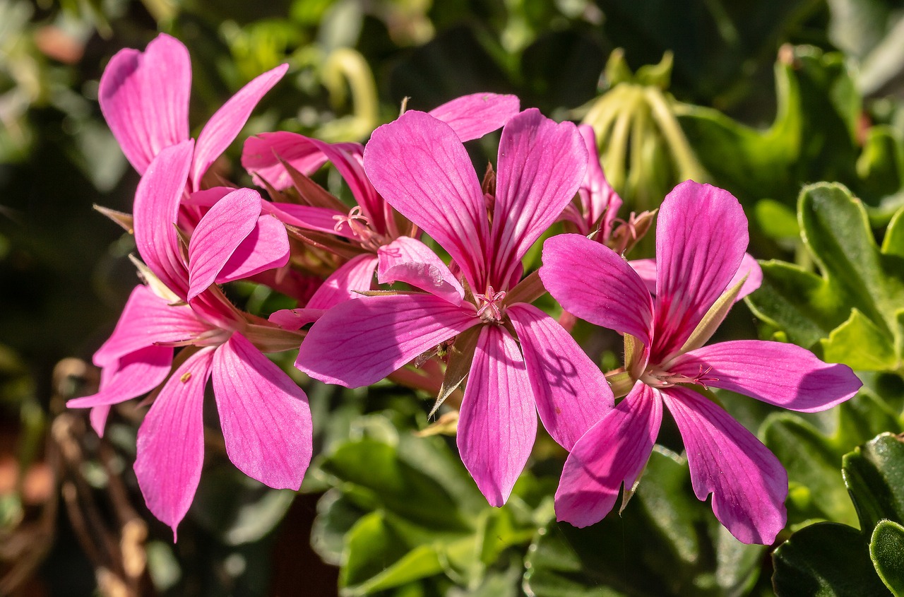 Geranium,  Nuolydis Geranien,  Gėlės,  Balkonas Augalas,  Konteineris Augalų,  Spalvinga,  Rožinis,  Pelargonija Šiltnamio Efektą Sukeliančių,  Augalas, Nemokamos Nuotraukos