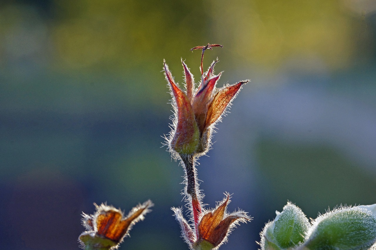 Geranium,  Ruduo,  Floros,  Sodas,  Saulėlydis, Nemokamos Nuotraukos,  Nemokama Licenzija