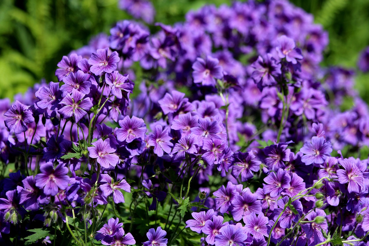 Geranium,  Gėlės,  Violetinės Gėlės,  Šviesus,  Augalų,  Pobūdį,  Violetinė,  Vasaros Gėlės,  Vasara,  Žydi