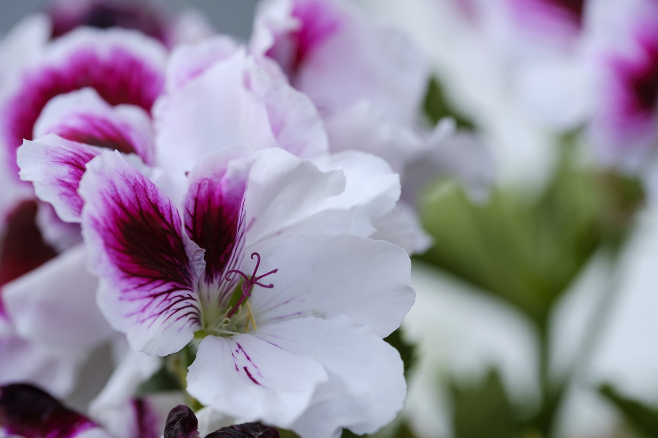 Geranium,  Pelargonija,  Balkonas Augalas,  Pelargonijos,  Pelargonija Šiltnamio Efektą Sukeliančių,  Gėlės,  Žiedas,  Žydi,  Baltos Spalvos,  Rožinis