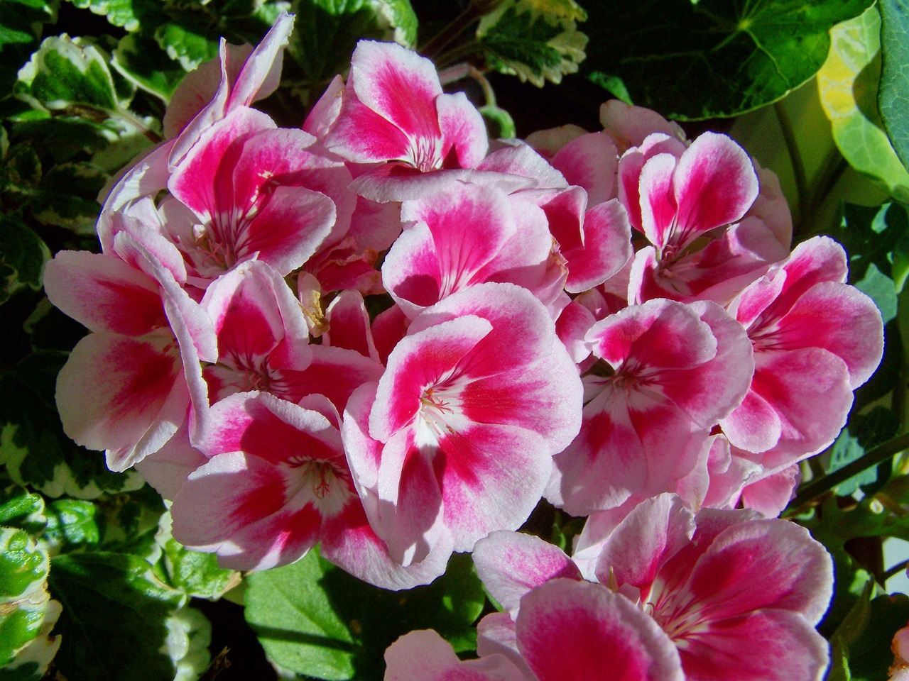 Geranium,  Vazoninių Gėlių,  Baltos Ir Rožinės-Žydintis, Nemokamos Nuotraukos,  Nemokama Licenzija