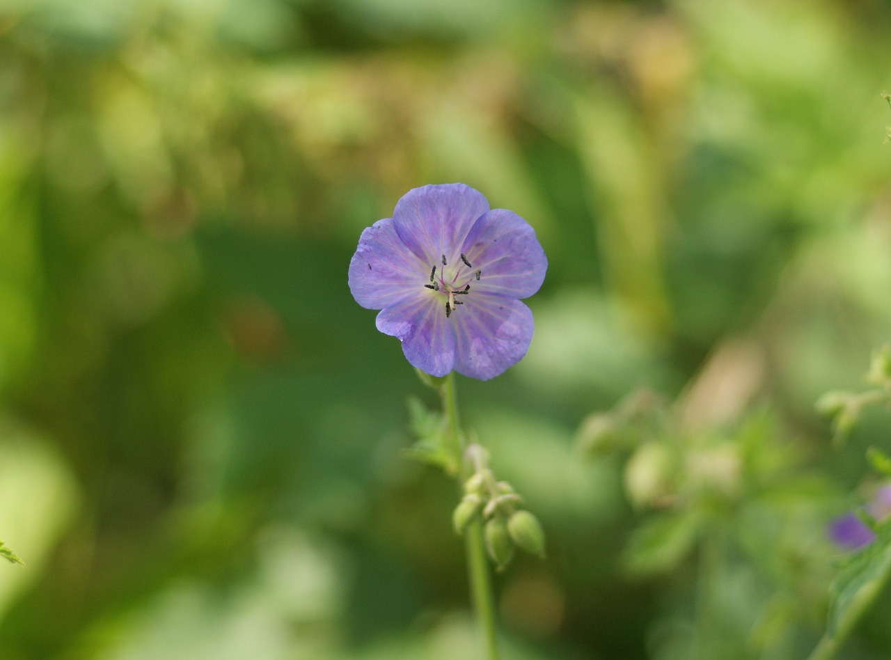 Geranium,  Meadow,  Gėlė,  Mėlyna,  Vasara,  Botanika,  Rūšys,  Augalų,  Geranio Wych, Nemokamos Nuotraukos