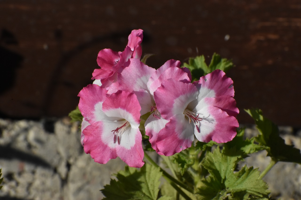 Geranium,  Įvairiaspalvis,  Sodas,  Vasara,  Gėlė,  Spalvinga,  Gėlės,  Žydi,  Floros,  Rožinis