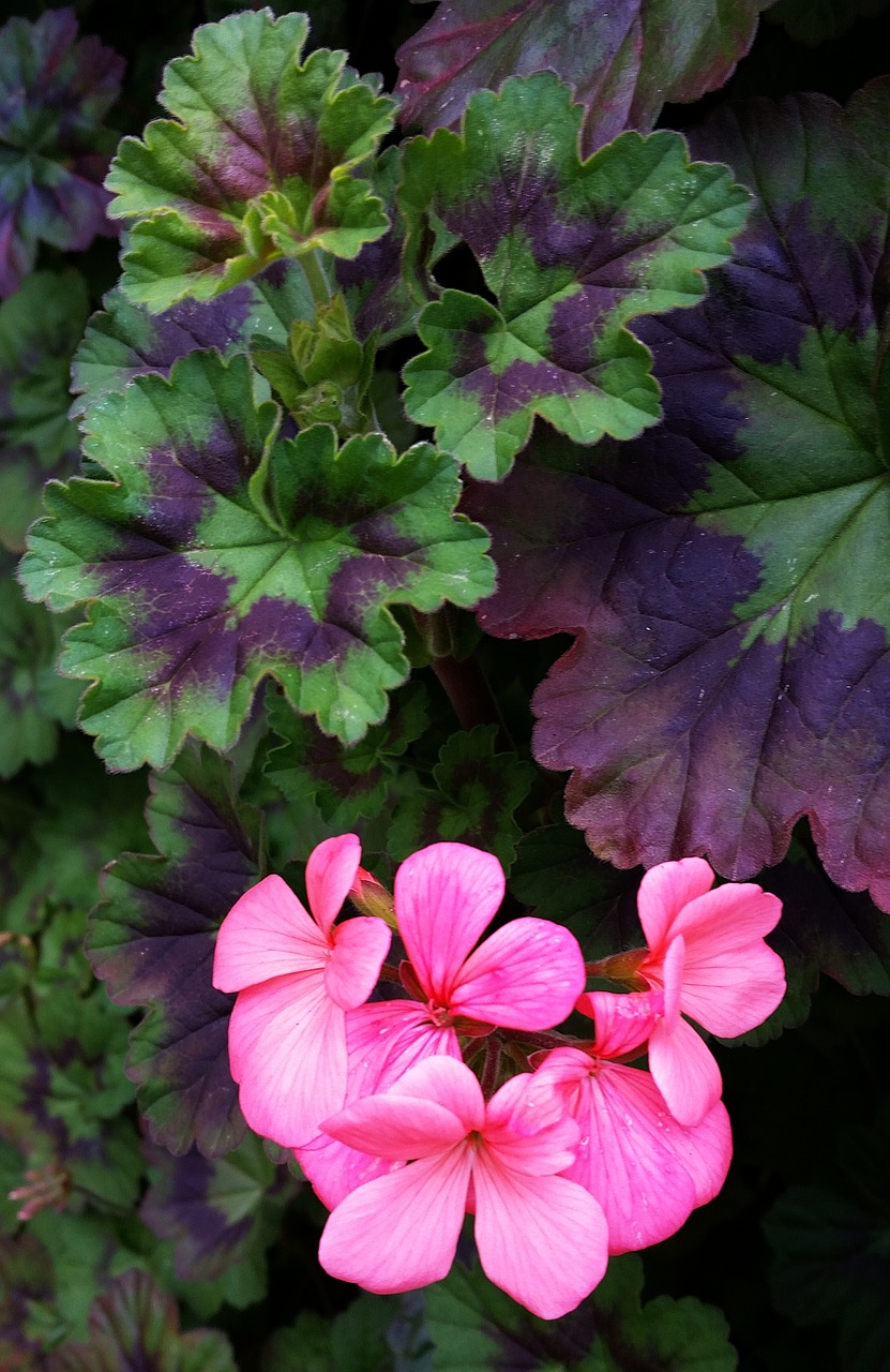 Geranium,  Gėlė,  Augalų,  Sodas,  Gamta, Nemokamos Nuotraukos,  Nemokama Licenzija