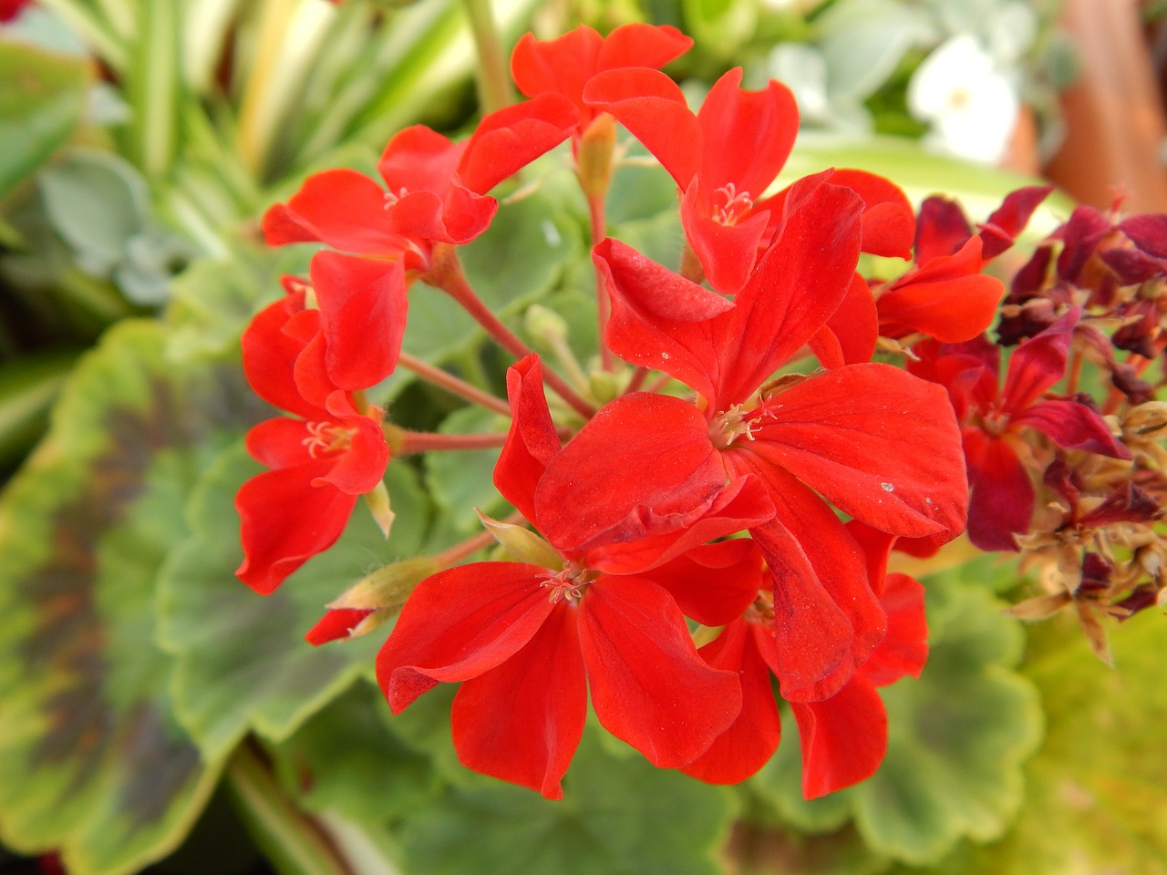 Geranium, Gėlė, Augalas, Nemokamos Nuotraukos,  Nemokama Licenzija