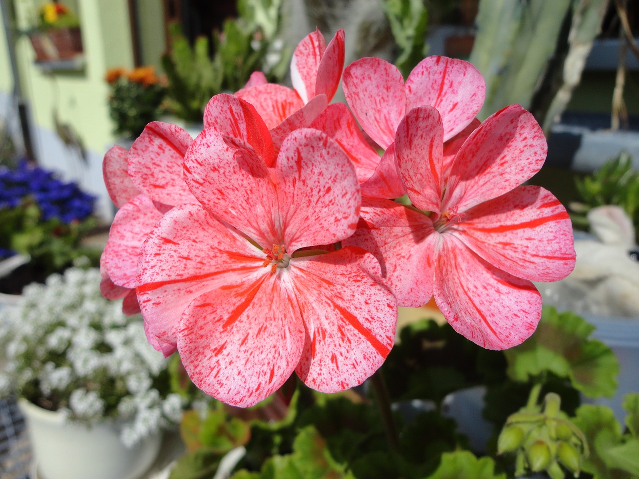 Geranium, Gėlė, Gamta, Augalas, Gėlės, Vasara, Nemokamos Nuotraukos,  Nemokama Licenzija