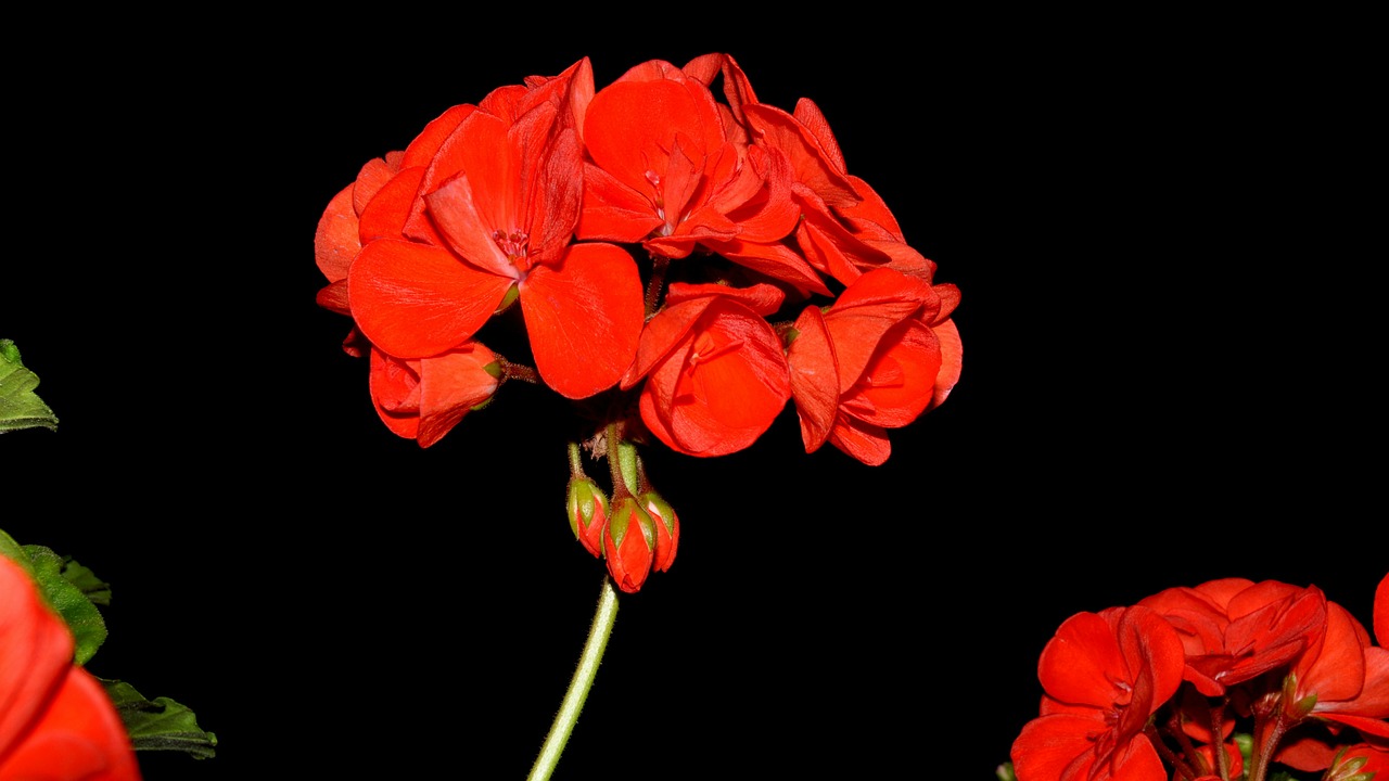 Geranium, Gėlė, Raudona Gėlė, Nemokamos Nuotraukos,  Nemokama Licenzija