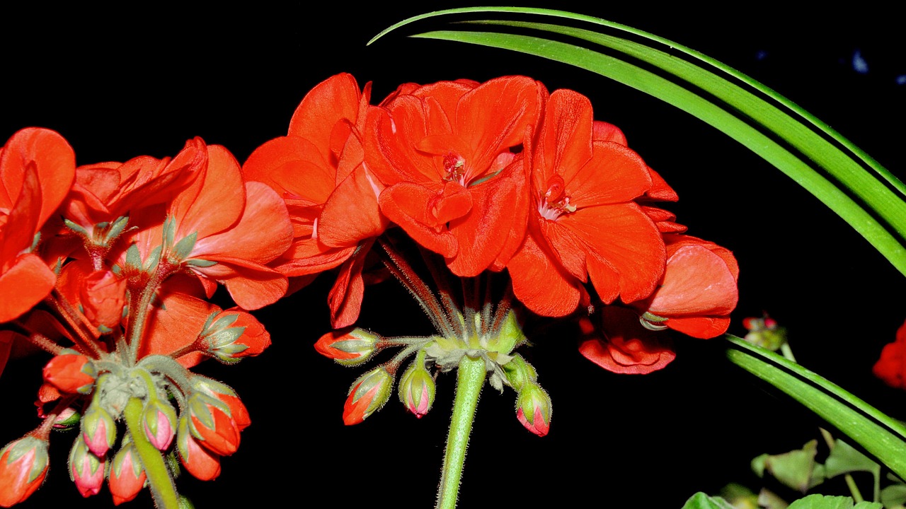 Geranium, Raudona, Gėlė, Nemokamos Nuotraukos,  Nemokama Licenzija