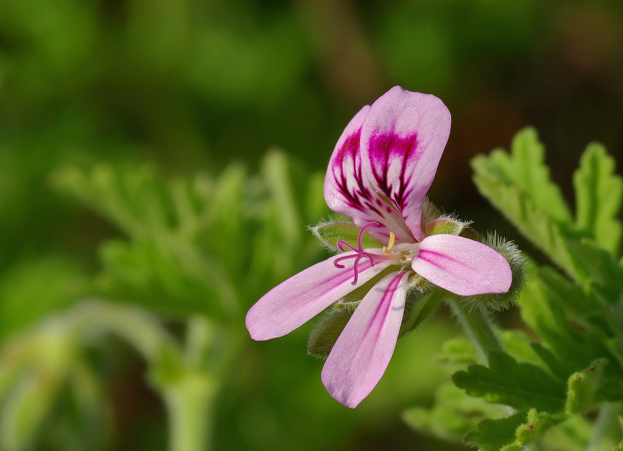 Geranium, Pelargonium Graveolens, Geranium Greenhouse, Geraniaceae, Rosidai, Gėlė, Žiedas, Žydėti, Violetinė, Violetinė