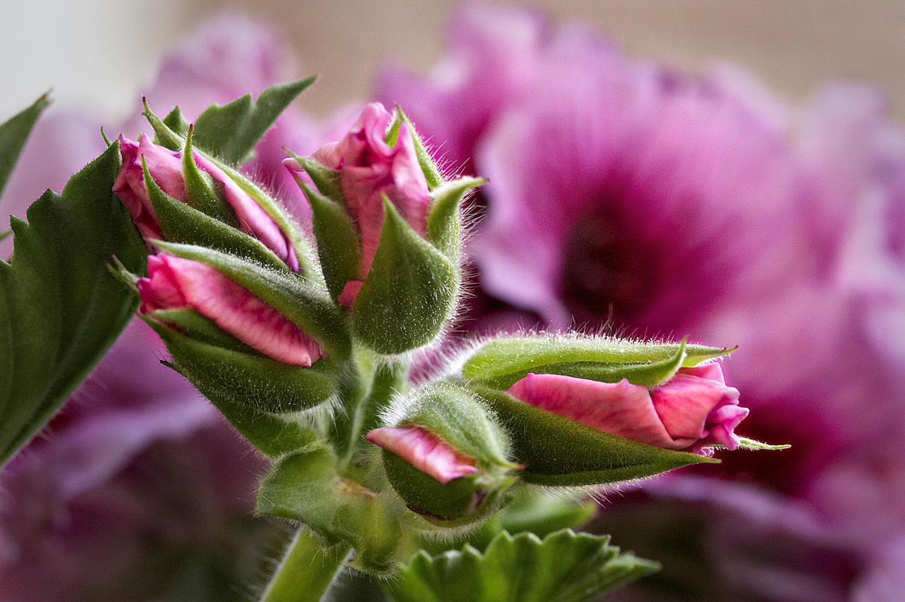 Geranium, Closeups, Žiedas, Žydėti, Gėlė, Flora, Budas, Sodas, Balkonas, Nemokamos Nuotraukos