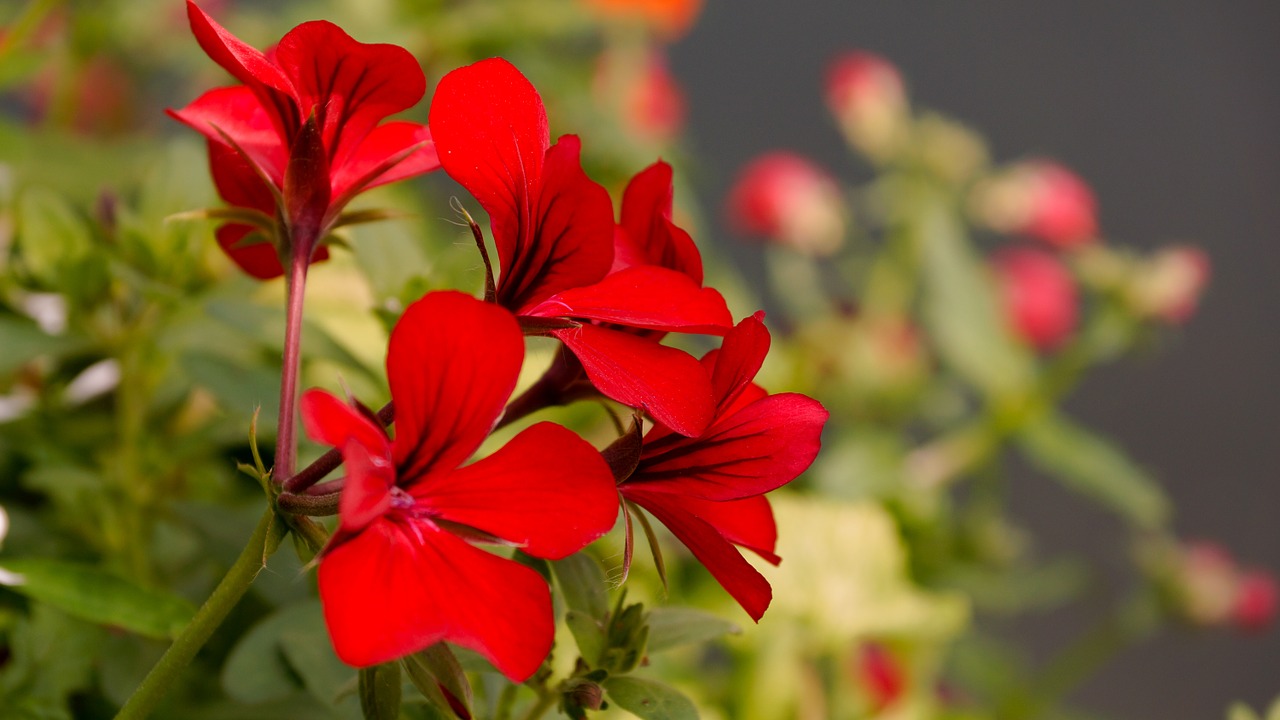 Geranium, Pelargonium, Gėlė, Raudona, Augalas, Žiedas, Žydėti, Sodas, Žiedlapis, Sodininkystė