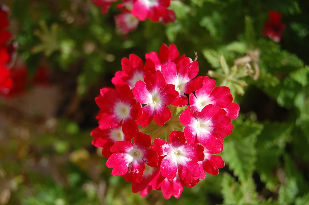 Geranium,  Gėlė,  Puokštė,  Gėlės,  Gamta,  Pavasaris,  Puokštės,  Raudona,  Gėlių Puokštė, Nemokamos Nuotraukos