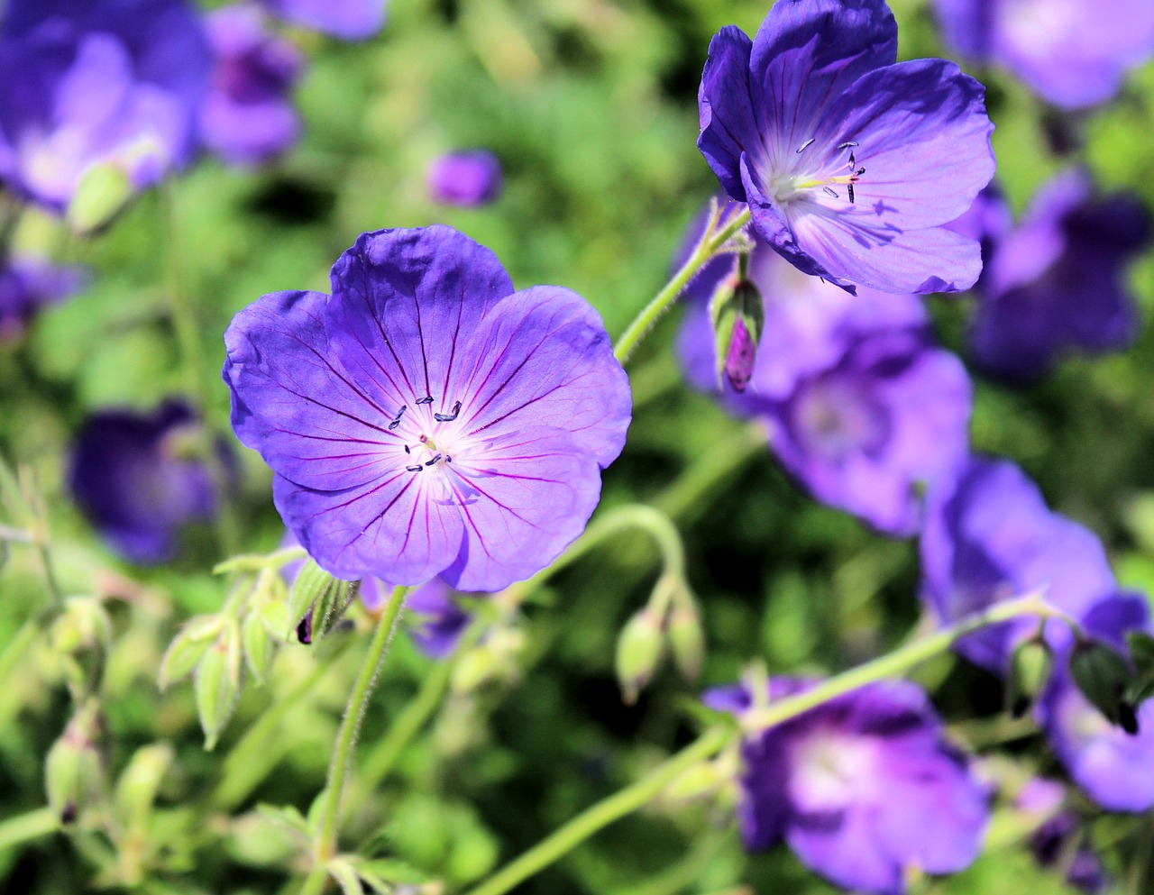 Geranium, Laukiniai, Violetinė, Gėlė, Gamta, Augalai, Pavasaris, Vasara, Sodas, Miškas